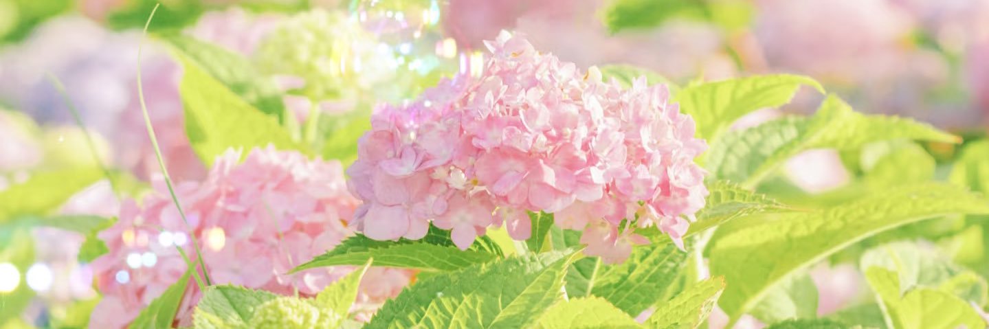 AliceSHI3's profile banner image