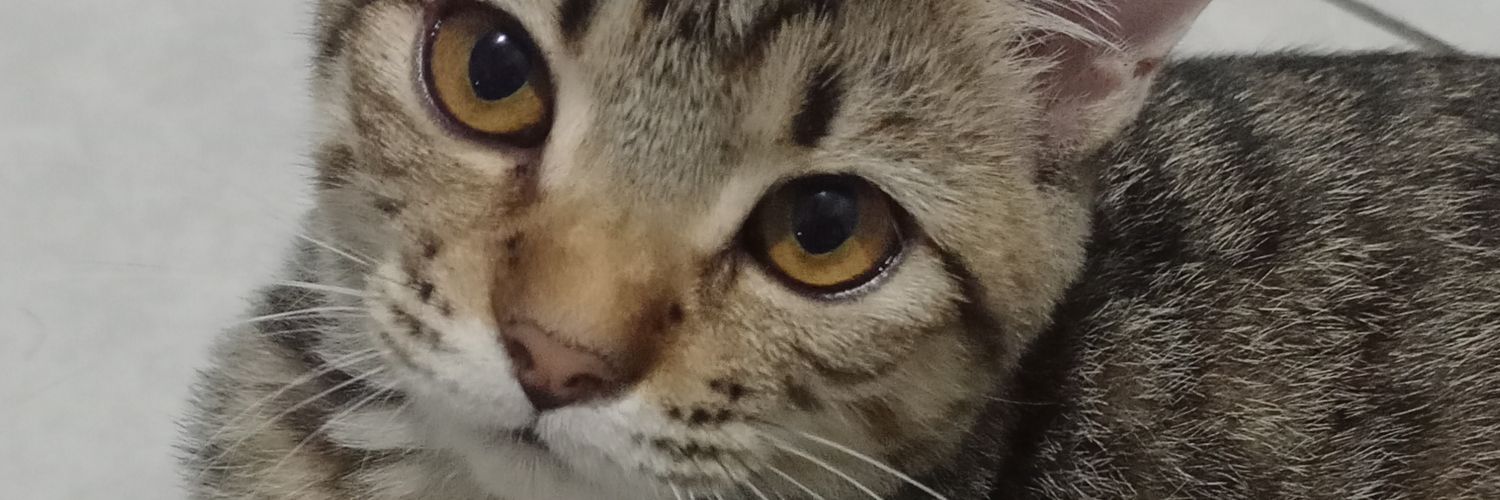 viramariana's profile banner image