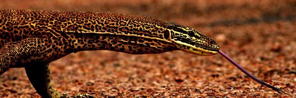 cclemente4 Profile Banner