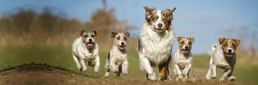 GoodwynsPetFood's profile banner image