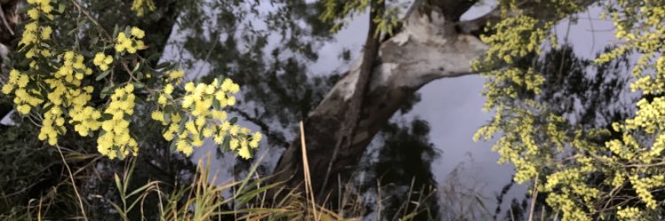 Catherine Forrester banner