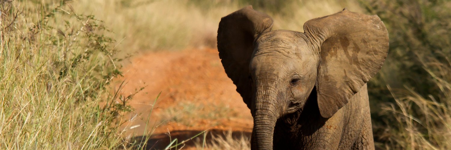 World Animal Protection Africa banner
