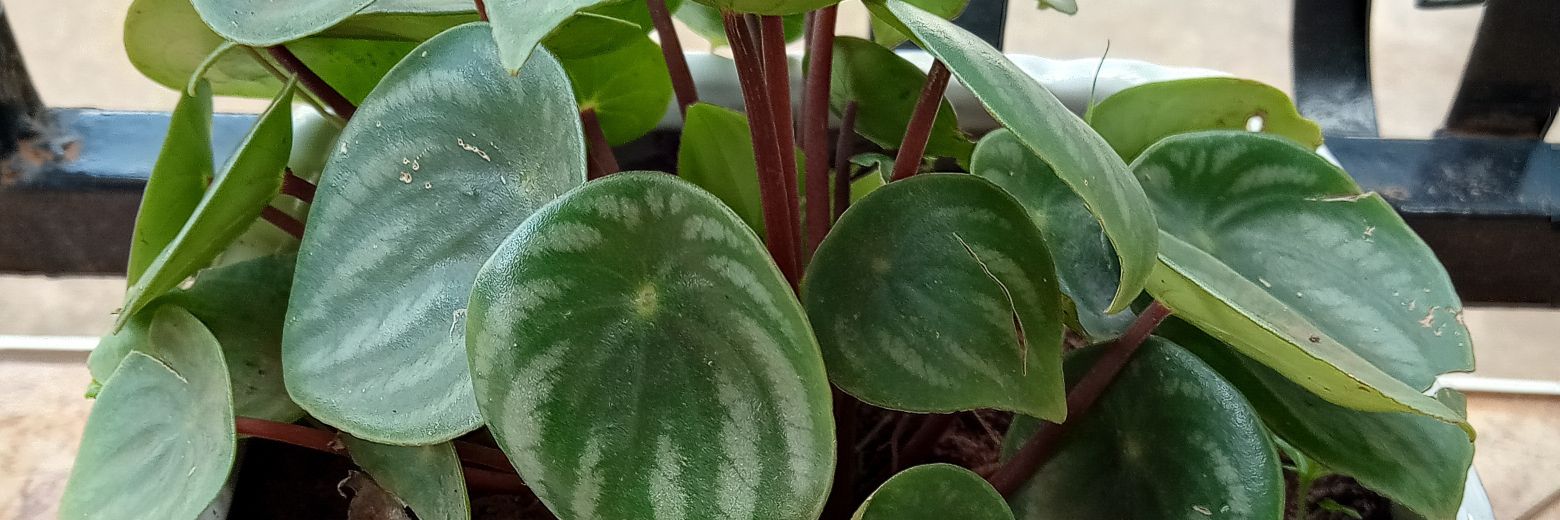 omugaba's profile banner image