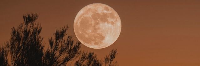 _nymphaealotus's profile banner image