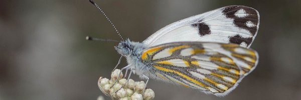 Renosterveld Profile Banner