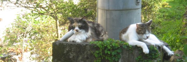 Clara:HANA Cat Come's banner