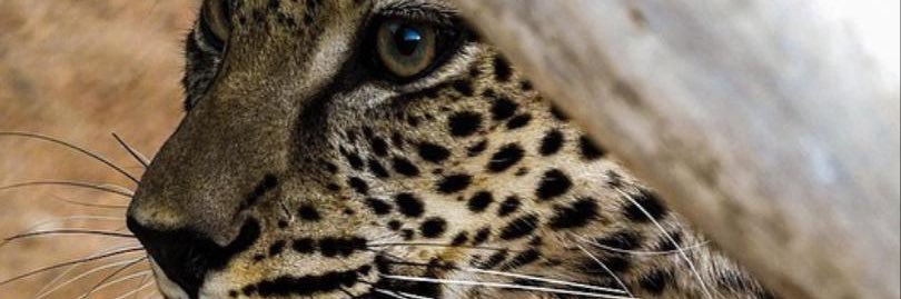 𝓐𝓑𝓞 𝓝𝓜𝓡 🐅 ... banner