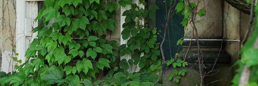 Dr. Gabriella Chan banner