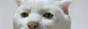 Regular guy banner