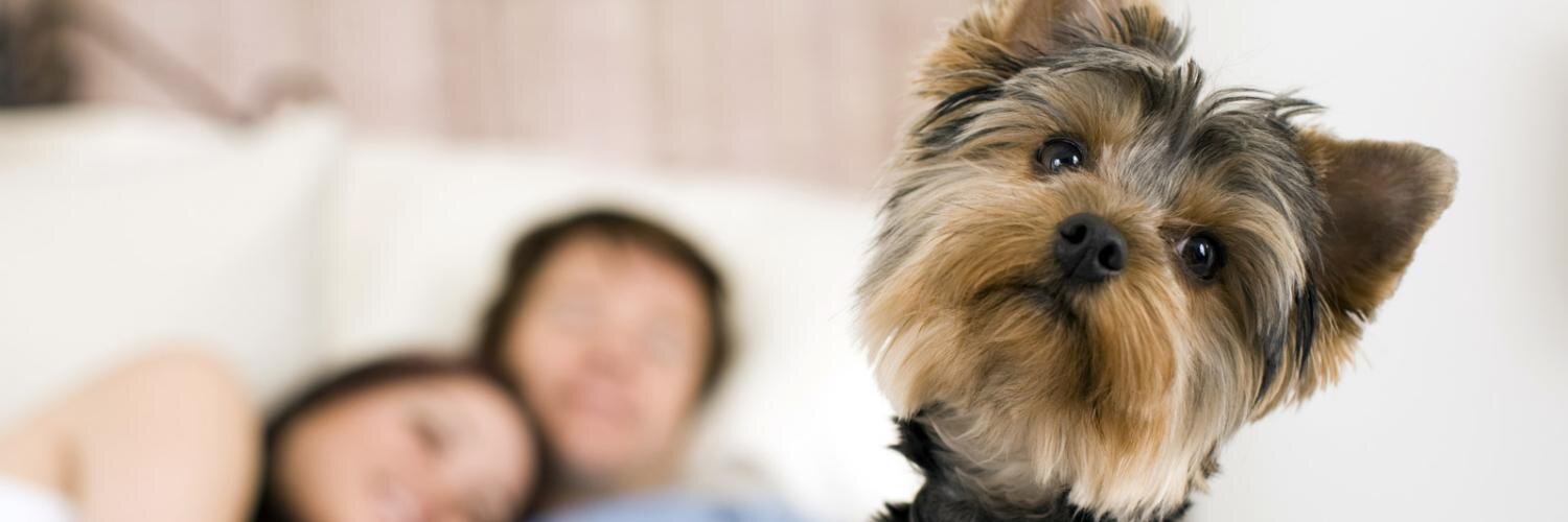 PetHappyCL's profile banner image