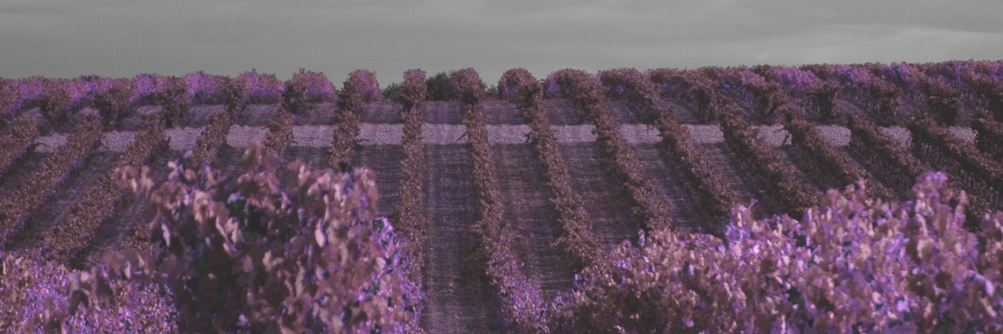 zonavineos's profile banner image