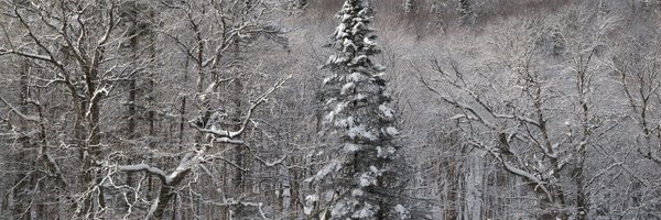 robear54 Profile Banner