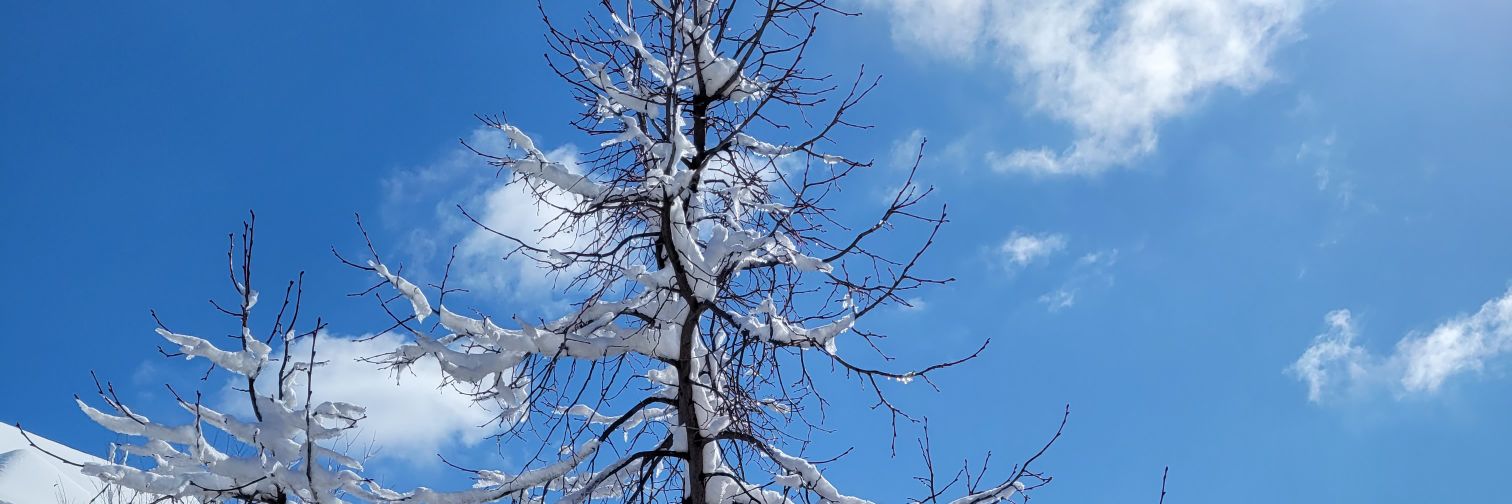 Rasmosis Blessed banner