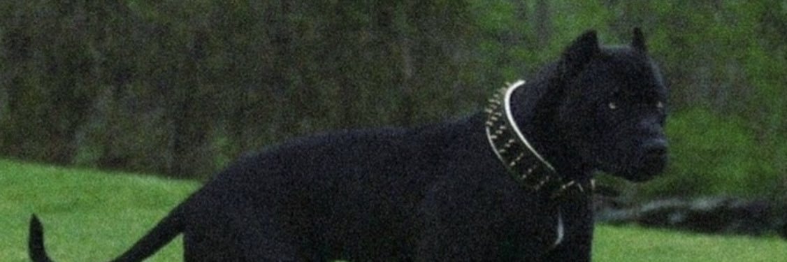 Tyler Loyal 🌐 banner