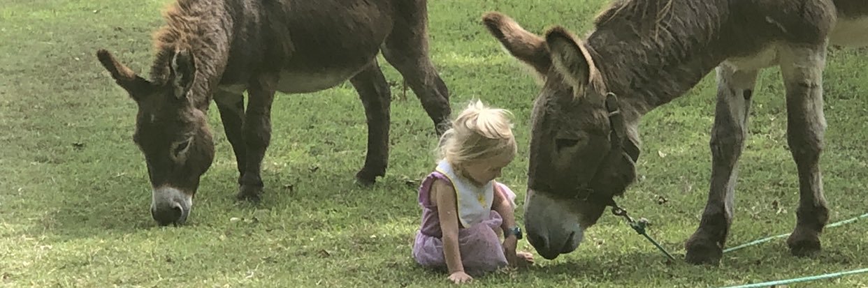 FlashTheDonkey's profile banner image