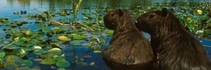 ße💙triz Winds 🇦🇷 banner