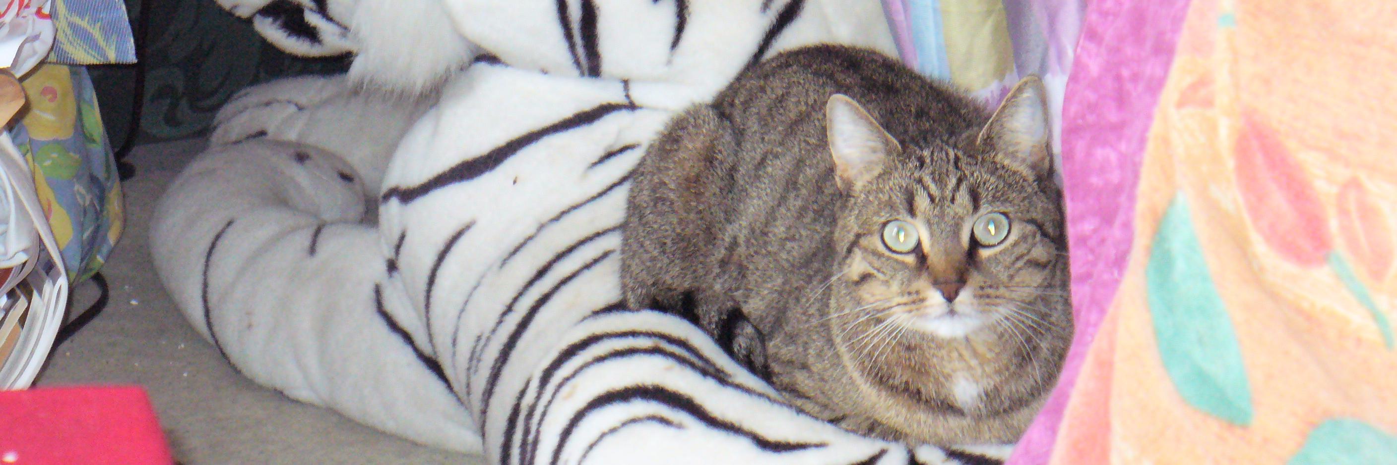 Sandrine1326's profile banner image