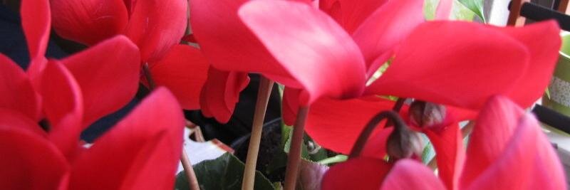 StacyLynn banner
