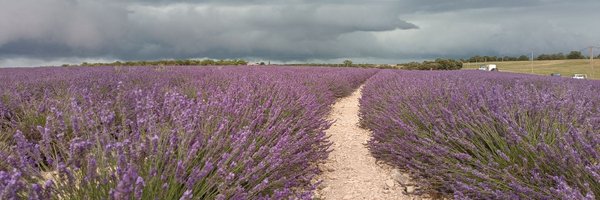 dabideus Profile Banner