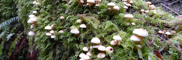 olympicforest Profile Banner