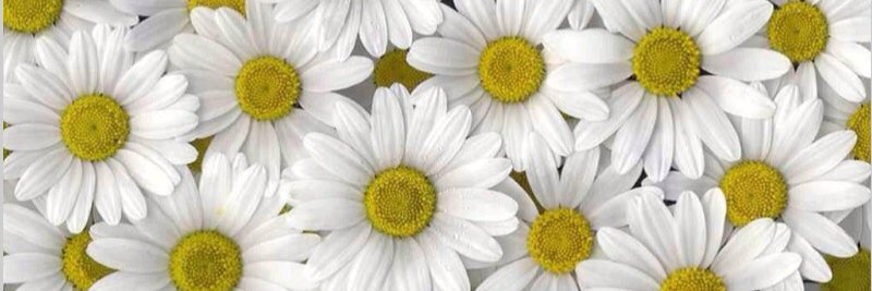 sheilaaj's profile banner image