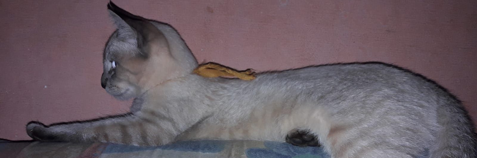 Lu_Pupiy's profile banner image