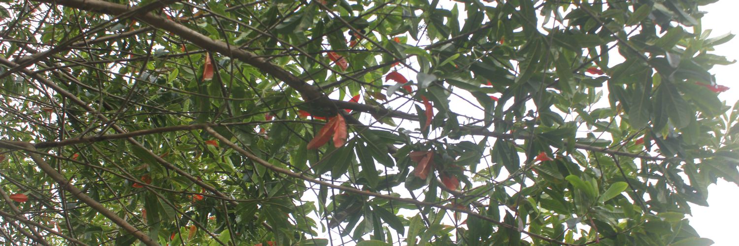 permhsari's profile banner image