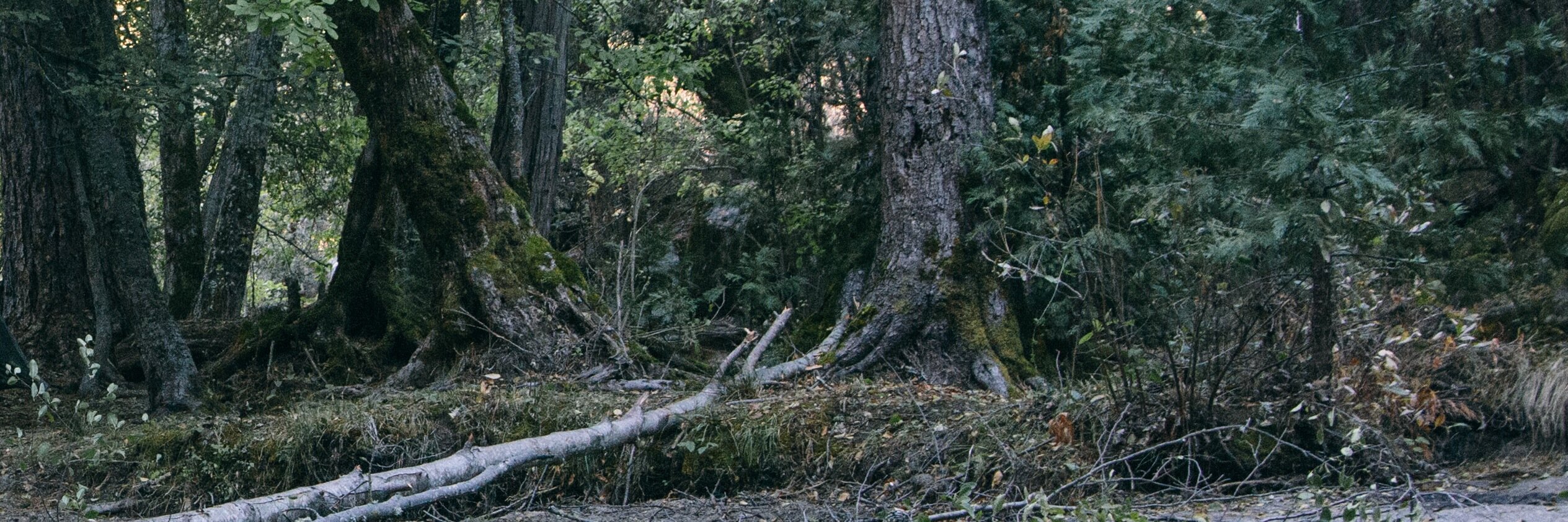SarahDubbeldam's profile banner image