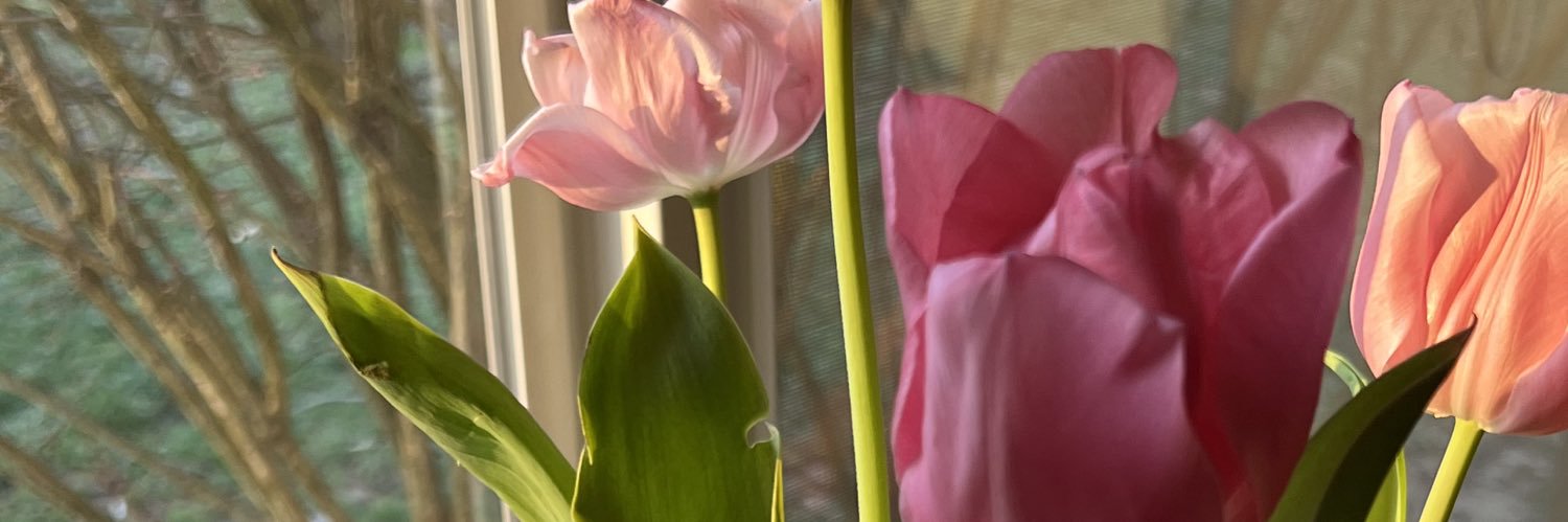 alixmbenton's profile banner image