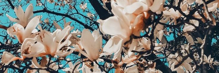 Luli_mussi's profile banner image