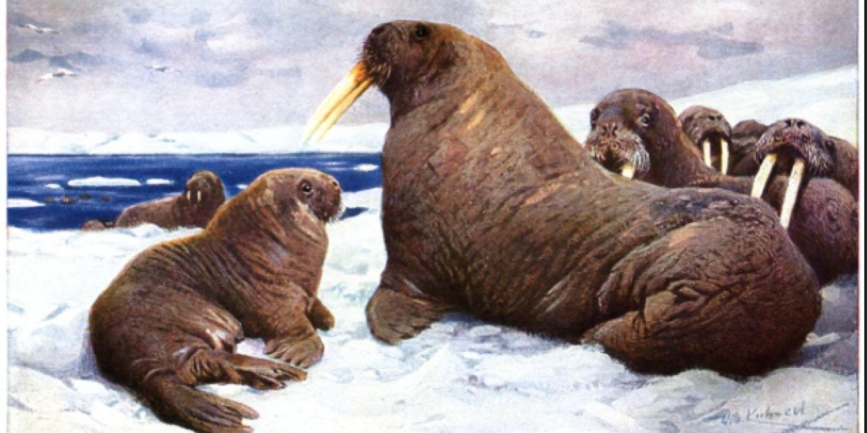 StealthyWalrus's profile banner image