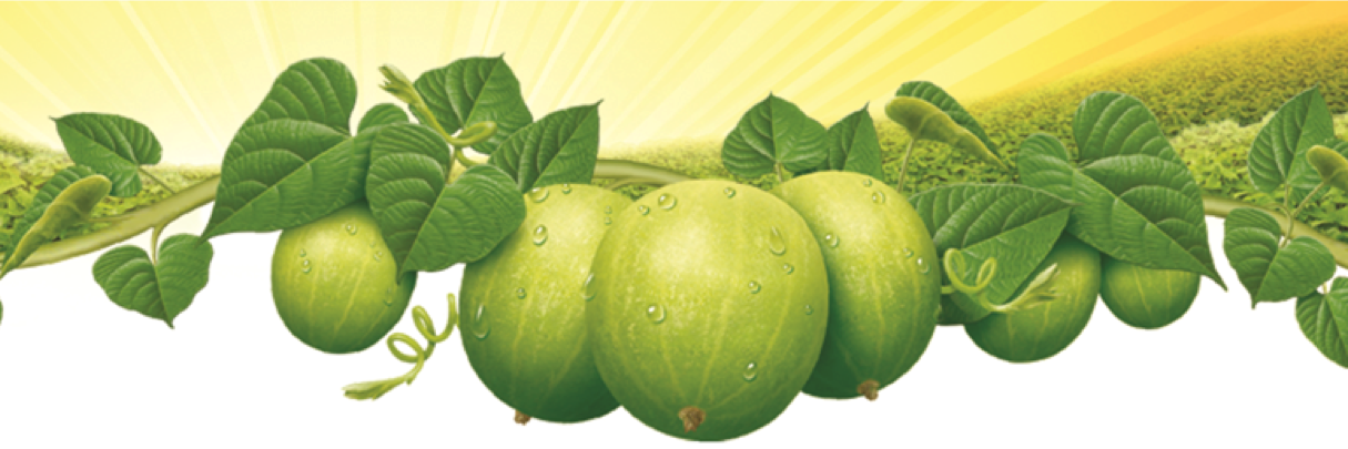 RealMonkFruit's profile banner image