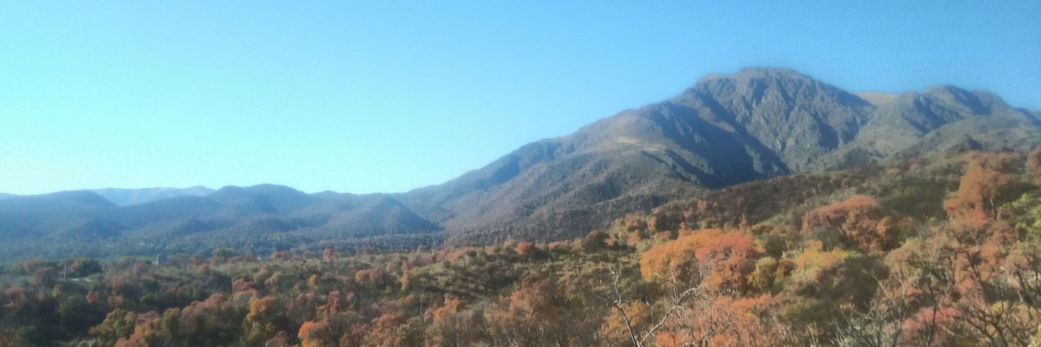 perro_hendrix banner