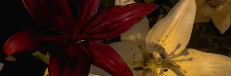 Rahmatini_F's profile banner image