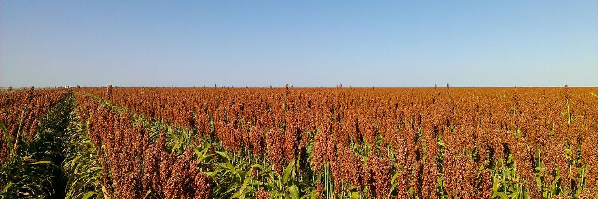 Simon McDougall 🇦🇺 banner
