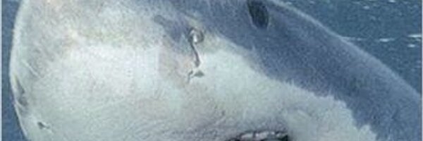 lolrandombot Profile Banner