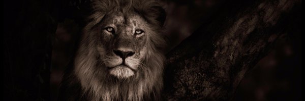 Boyjimenez6's profile banner image