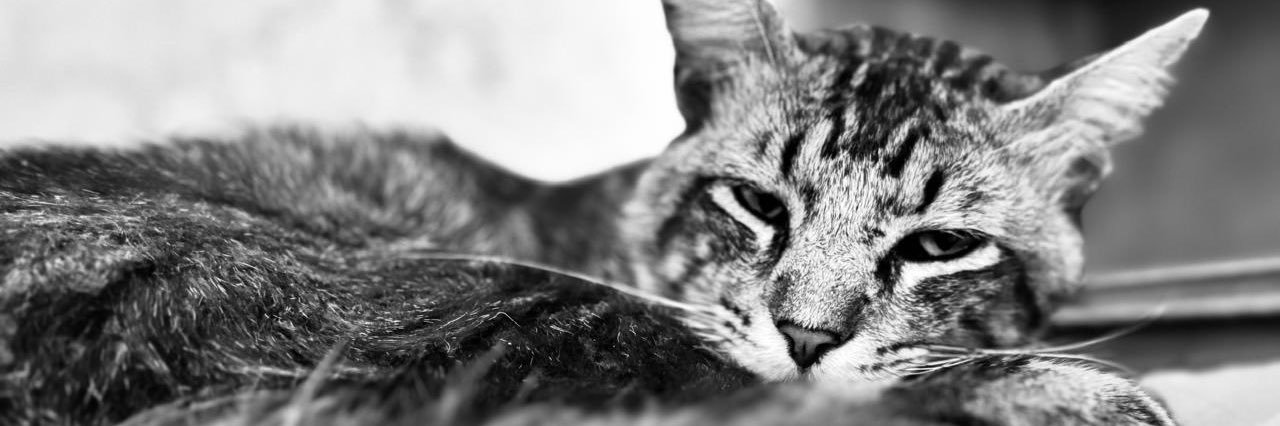 Hugo_Valera's profile banner image