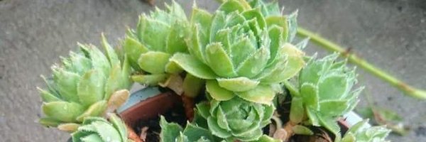 CrystalBAuthor Profile Banner