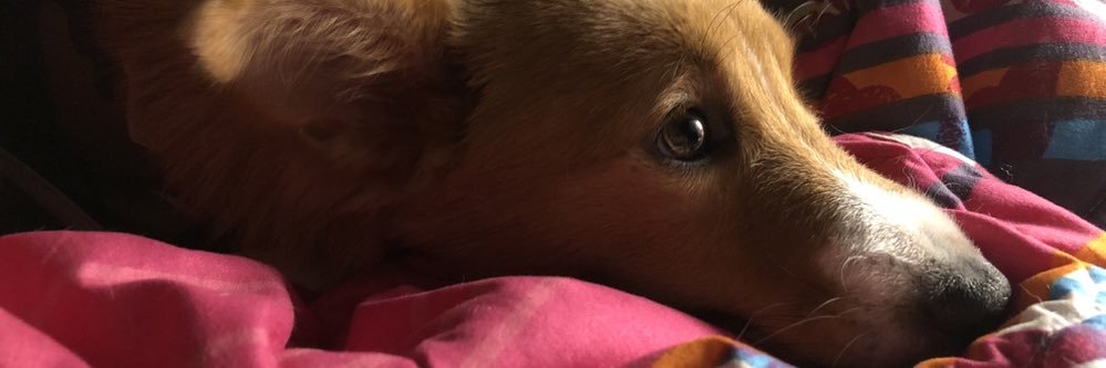 jodidionson's profile banner image