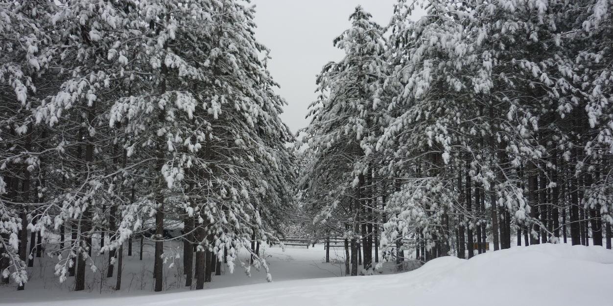 Patrick Ireland banner