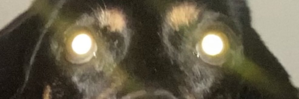 jujiinsamonte's profile banner image