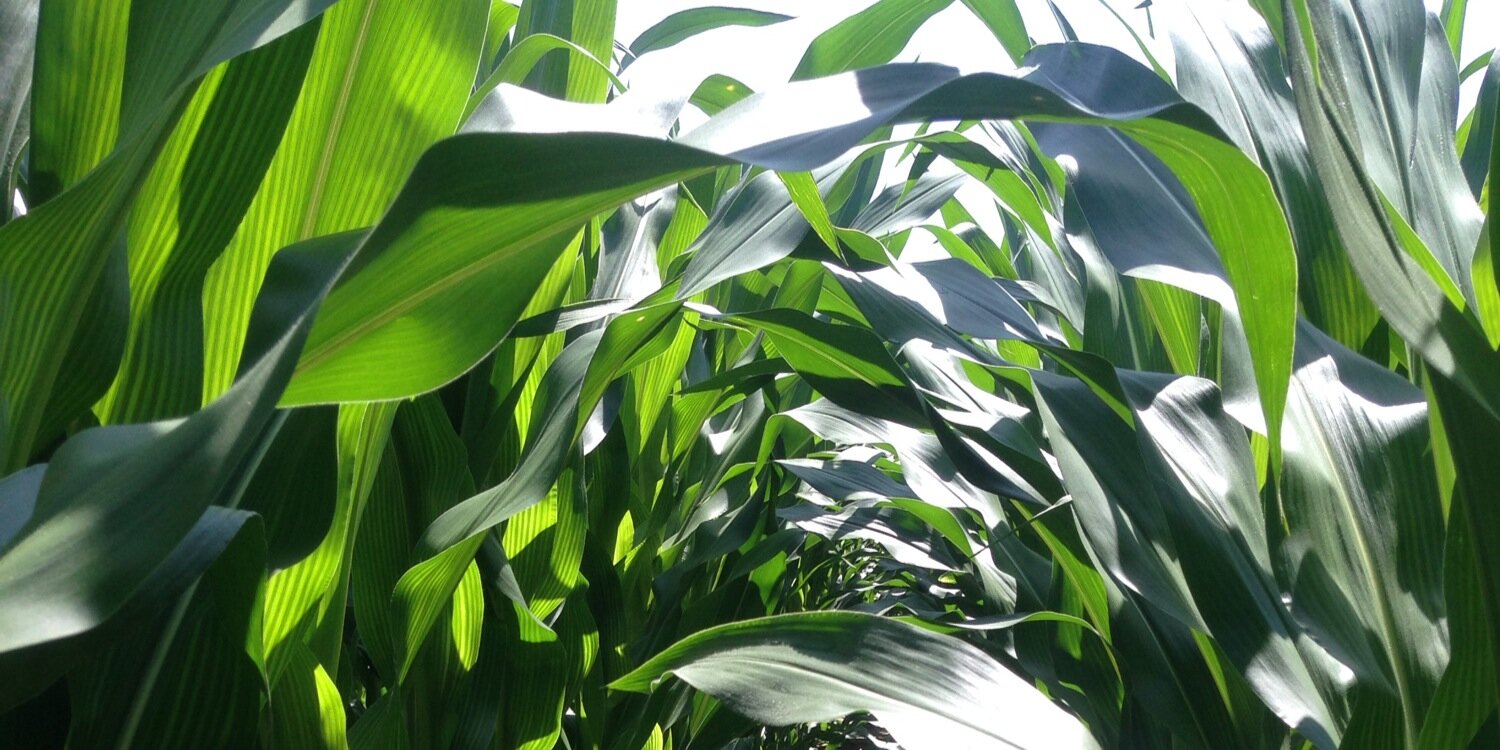 Jessica Herdes banner