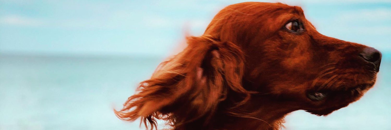 O_cchI_O's profile banner image