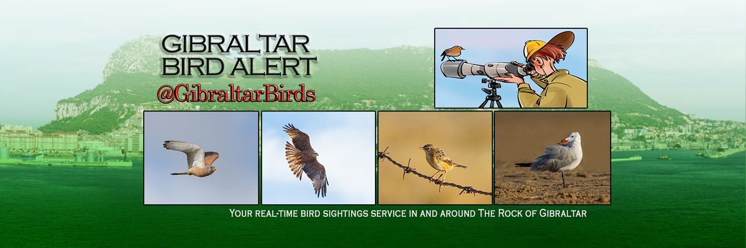 Gibraltar Birds banner