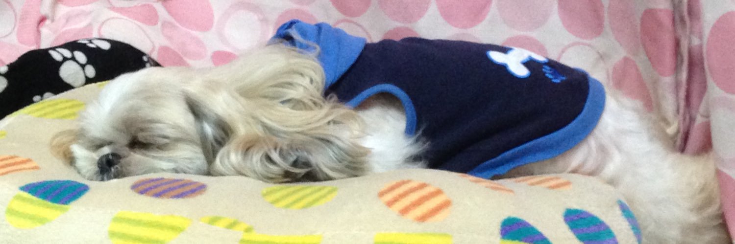 shihtzu68's profile banner image