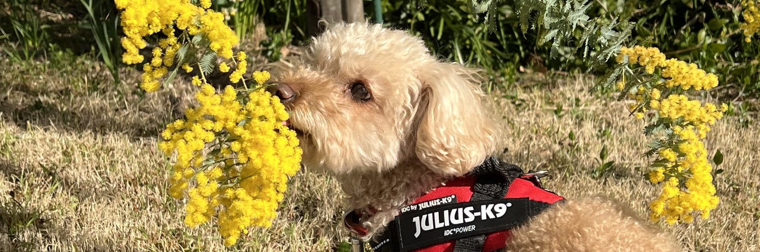 Asako Ishida　石田麻子 banner