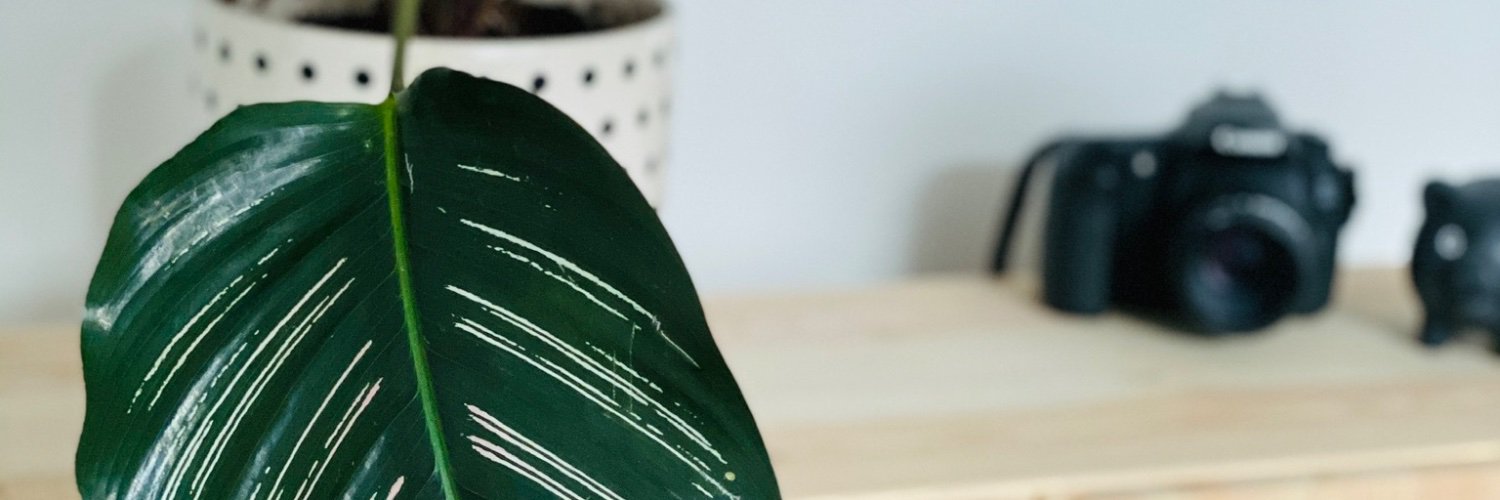 caressathera's profile banner image