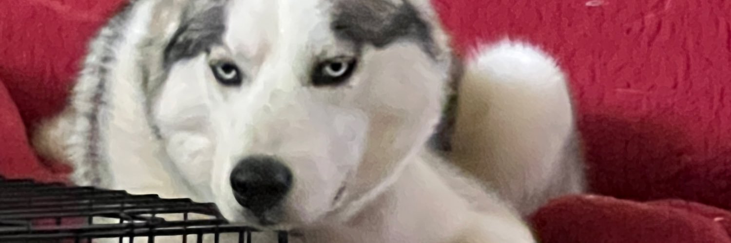 kmagandy's profile banner image
