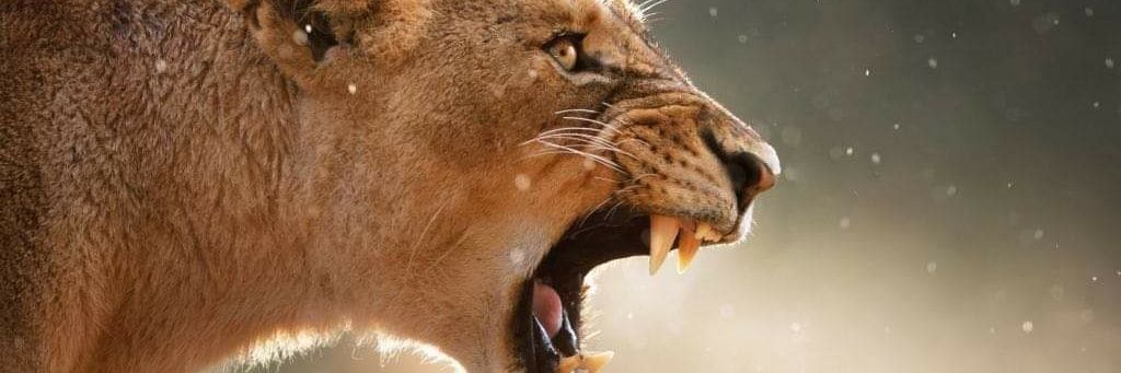 Naveed_A_Butt's profile banner image